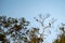 Hornbills perched on tall trees