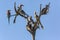 Hornbills and Roller in a dead tree - Botswana