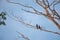 Hornbills in their typical environment