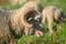 Horned adult sheep eats grass. closeup portrait