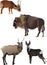 Horned animals collection