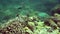 Horned bannerfish Heniochus varius in coral on Apo island