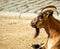 The horned and bearded goat quietly rests lying on the gravel