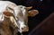 Horned beef head in animal farm. Turkey calf sale in the feast of sacrifice