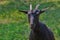 Horned, black goat