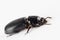 Horned black scarb beetle