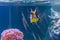 Horned boxfish or longhorn cowfish swimming in a tropical aquarium with fishes on the background and making a kiss with her lips