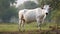 horned brahman cow