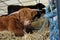 Horned Brown Bull laying downl in cowshed