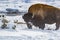 Horned buffalo with snowy face in winter in Yellowstone