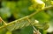 Horned Bug eating Tomato 2