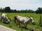 A horned bull walking on the road beside the fields Trim the grass beside the walkway