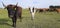 Horned cattle breeding in the Argentine pampas