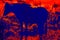 Horned cattle grazing in scientific high-tech thermal imager