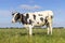 Horned cow standing full length side view, milk cattle black and white, standing under a blue sky