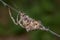 Horned cross spider - Araneus Angulatus