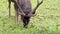 A horned deer is grazing the green grass at the natural park grassland.