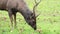 A horned deer is grazing the green grass at the natural park grassland.