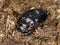 Horned dung beetle (Copris lunaris)
