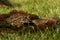 The Horned frog Ceratophrys ornata sitting on the red moss with a mouse