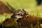 The Horned frog Ceratophrys ornata sitting on the red moss with a mouse