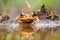 a horned frog resting in a wetland area