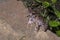 Horned Frog seen in night at Cherrapunji , Meghalaya, India