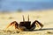 Horned ghost crab