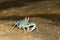 The horned ghost crab