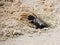 Horned ghost crab (Ocypode ceratophthalmus) near its burrow : (pix Sanjiv Shukla)