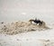 Horned ghost crab (Ocypode ceratophthalmus) near its burrow : (pix Sanjiv Shukla)