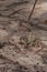 Horned ghost crab Ocypode ceratophthalmus on the sandy ground. Seychelles