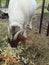 Horned Goat Eating Vegetable Scraps