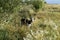 Horned goat grazes on a meadow