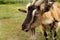 Horned goat grazes in a meadow