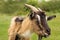 Horned goat grazes in a meadow