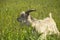 Horned goat grazing on spring green meadow