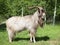 Horned goat outdoors