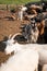 horned goats in corral on cattle