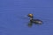 Horned Grebe with Fish  49796
