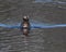 Horned Grebe Male Swimming in the Lake