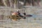 Horned Grebe Pair Nesting in Alaska