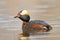 Horned Grebe Podiceps auritus swimming in a pond