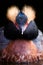 Horned Grebe - Slavonian Grebe