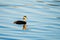 The horned grebe or Slavonian grebe in blue water