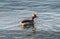 Horned Grebe swimming in the Chesapeake Bay