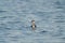 Horned grebe swimming and feeding at seaside