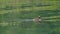 Horned grebe swimming in the lake in the foreground