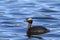 Horned Grebe in the water.