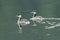 Horned grebes swimming.